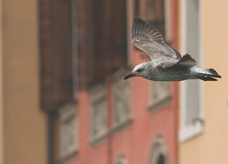 Fotostoria a Chioggia (Ve) Gabbiani reali - che altro sennò?