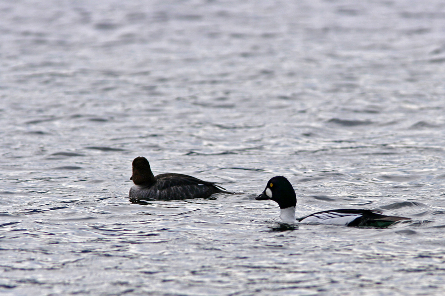 Quatrocchi - Bucephala clangula