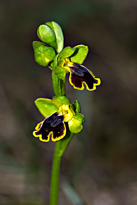 Ophrys sicula