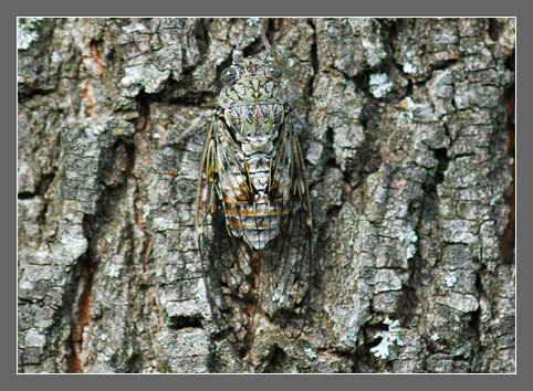 distibuzione Cicada orni Linnaeus, 1758