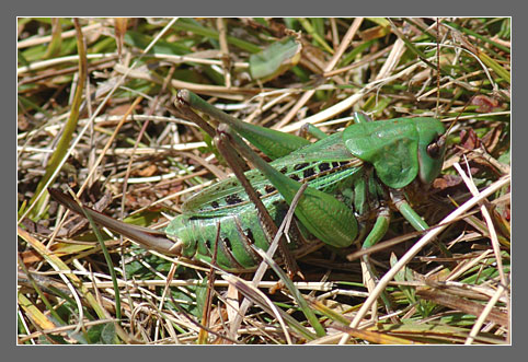 Decticus sp.