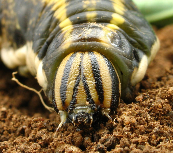 Bruco di sfinge del convolvolo Agrius convolvuli