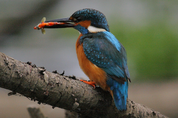 Sabato il mio Martin Pescatore...