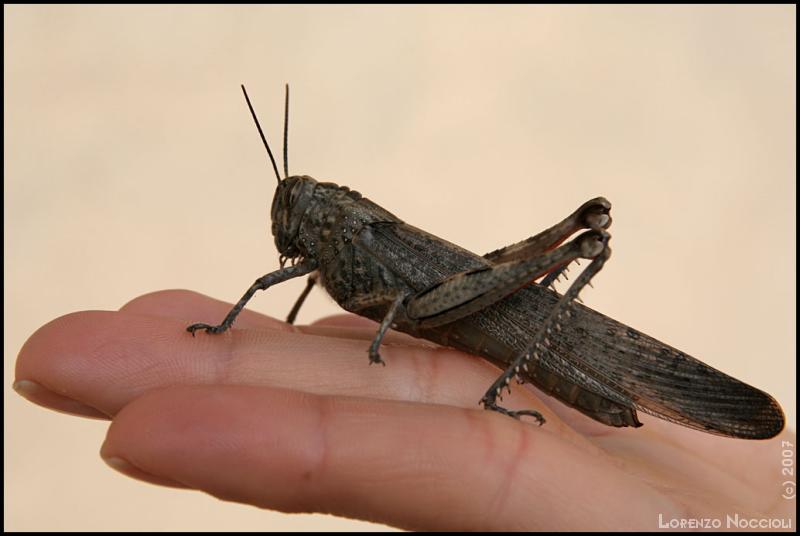 Cavalletta e vespe da identificare