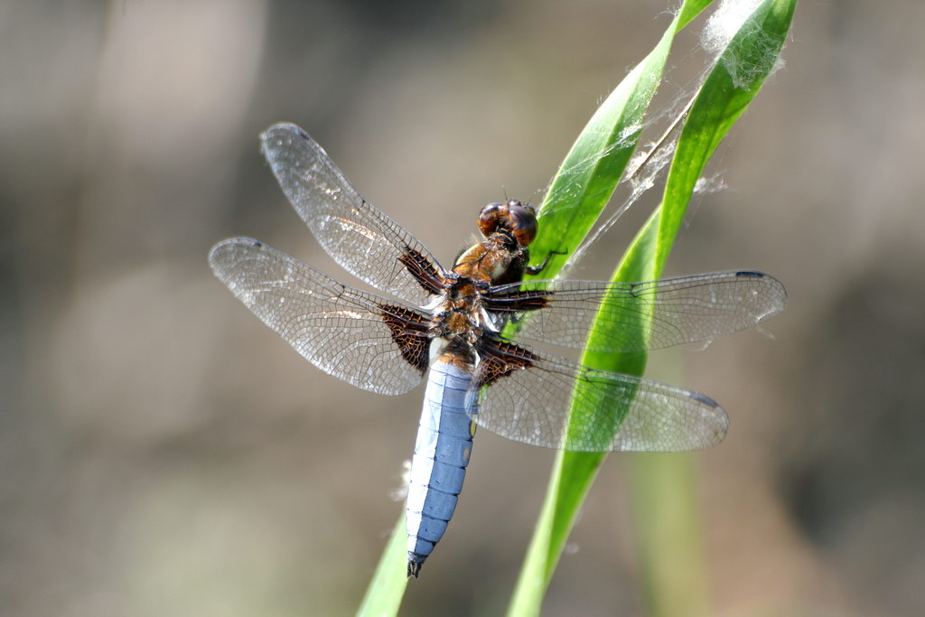 Libellula / Cavallette da identificare