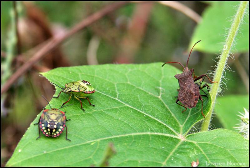 Un dittero tachinide (Trichopoda pictipennis) e due cimici delle piante