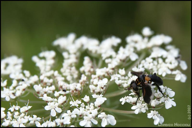 Un dittero tachinide (Trichopoda pictipennis) e due cimici delle piante