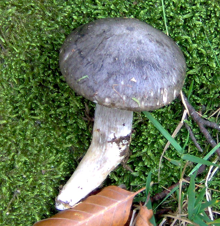 Un Hygrophorus da discutere