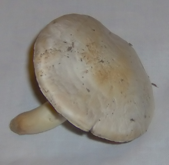 Agaricus pampeanus