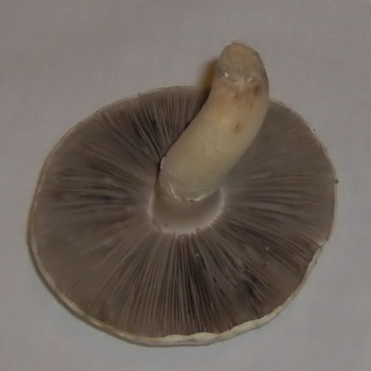 Agaricus pampeanus