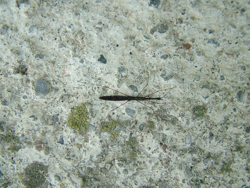 due minuscole visite Hydrometra stagnorum e ?