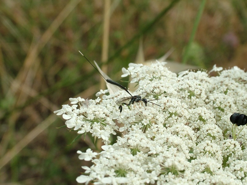 Gasteruption cfr. jaculator (Hymenoptera, Gasteruptiidae)