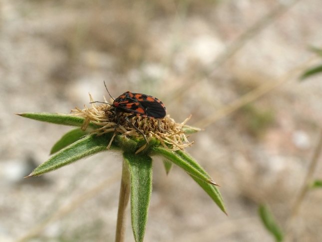 Eterotteri dal Gargano