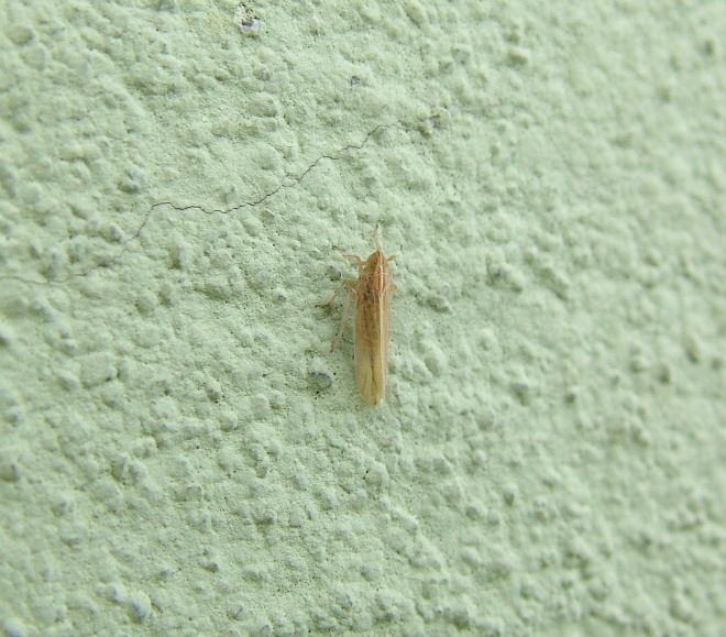 Stenocranus sp.