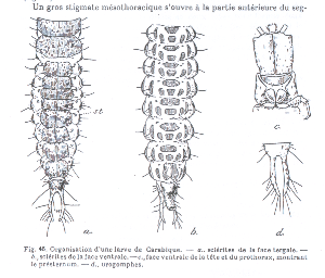 larva di Carabidae Pterostichinae