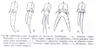 larva di Carabidae Pterostichinae