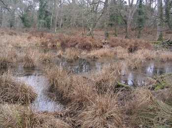 Osmunda regalis / Felce florida