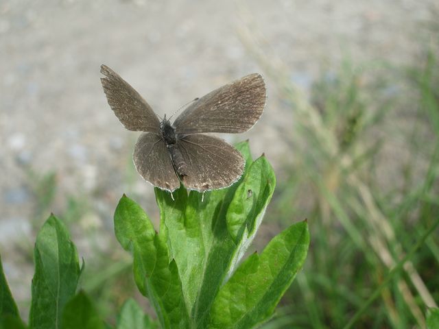 Satyrium sp.