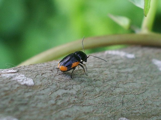 Cryptocephalus moraei