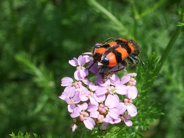 Trichodes apiarius