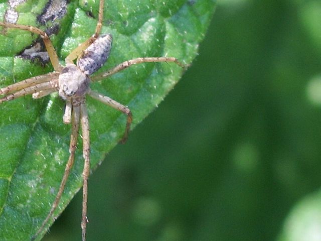 Philodromidae