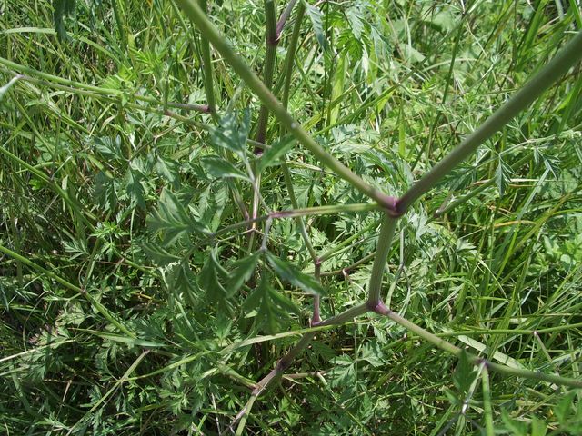 Fiorellini bianchi da identificare