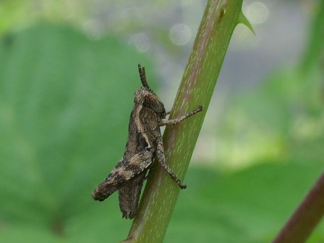 Pezotettix gionae (Orthoptera, Acrididae)