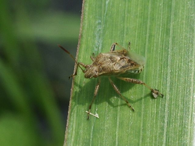 Stictopleurus da determinare (Heteroptera, Rhopalidae)