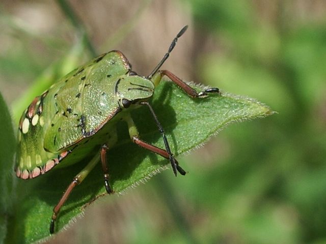 Nezara viridula