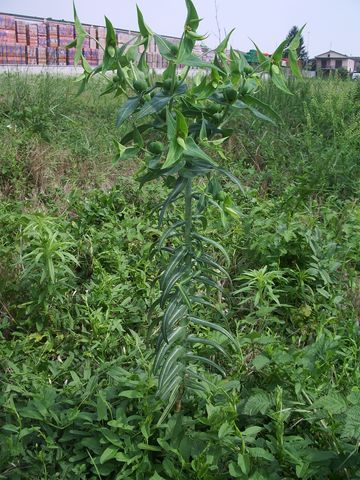 Euphorbia lathyris / Euforbia catapuzia