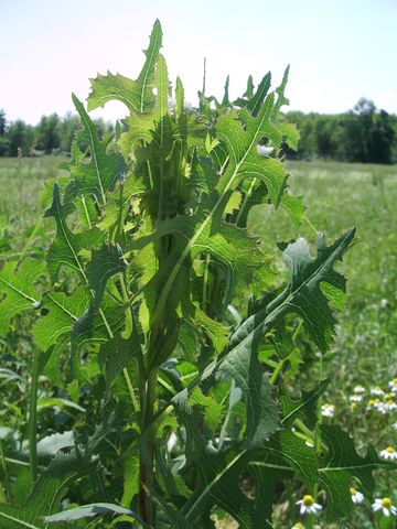Lactuca sativa subsp. serriola