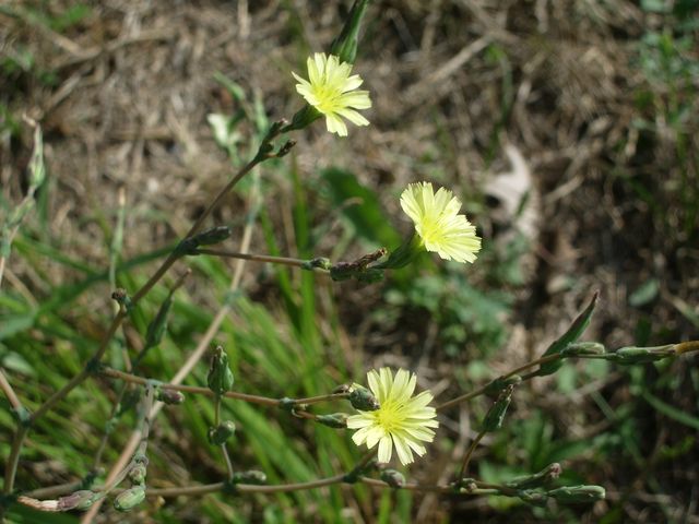 Lactuca sativa subsp. serriola