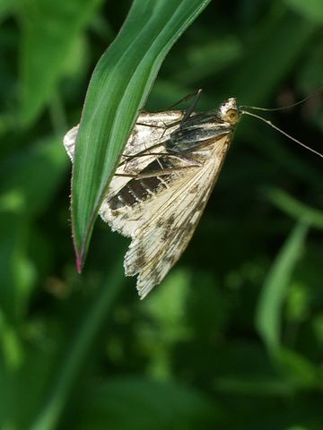 Crambidae e Timandra comae (Geometridae)