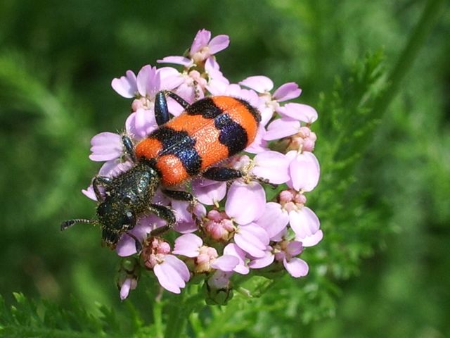 Trichodes apiarius