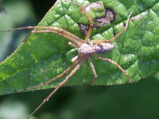 Un Thomisidae e due Philodromidae