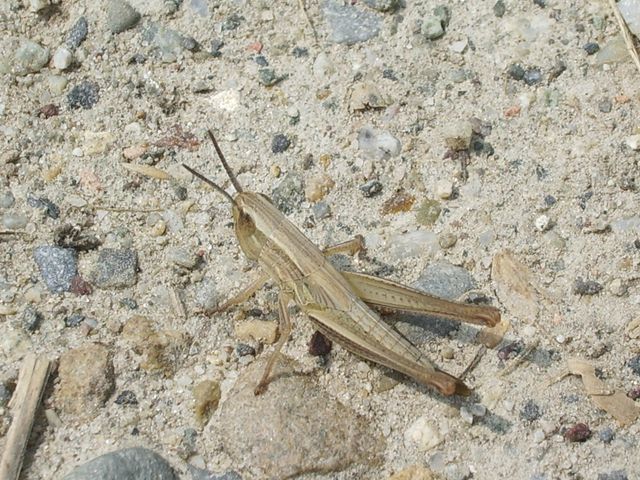 Euchorthippus declivus