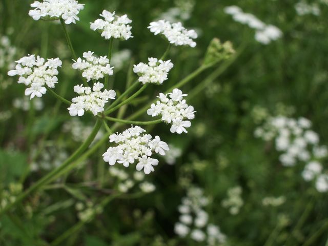 Fiorellini bianchi da identificare