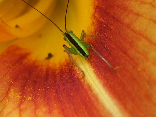 Neanide di Conocephalus sp.