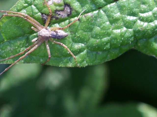 Philodromidae