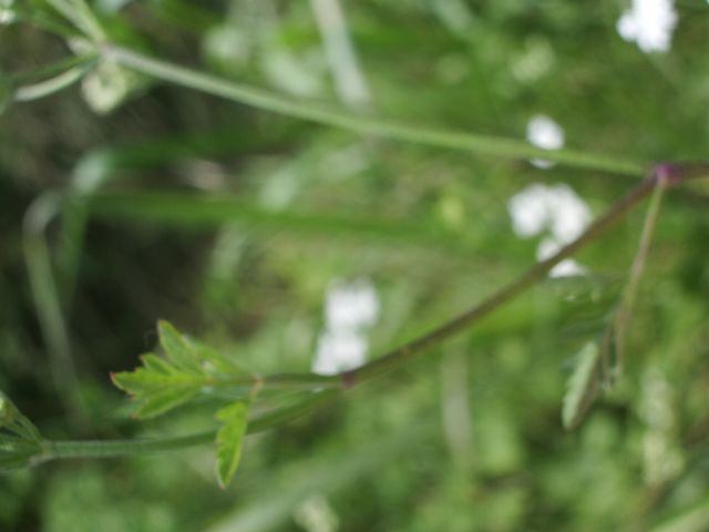 Fiorellini bianchi da identificare