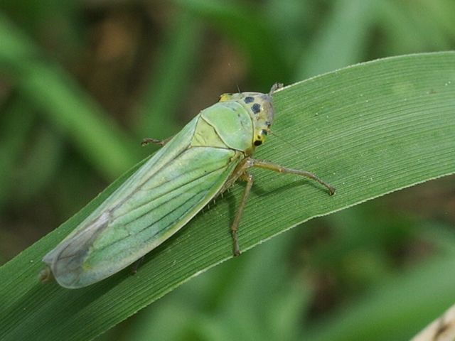 Cicadella viridis