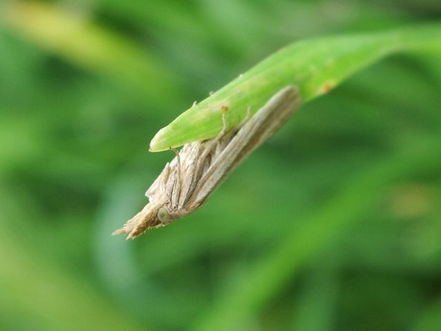 Crambidae