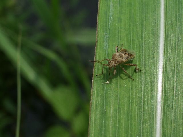 Stictopleurus da determinare (Heteroptera, Rhopalidae)