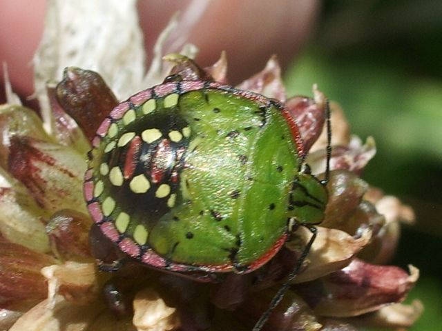 Nezara viridula