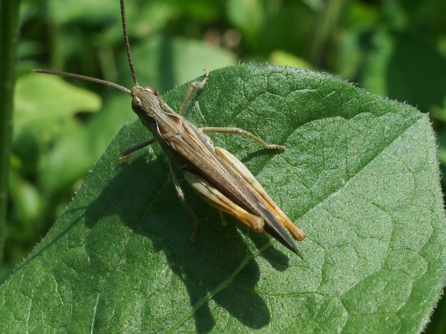 Chorthippus (Glyptobothrus) sp.