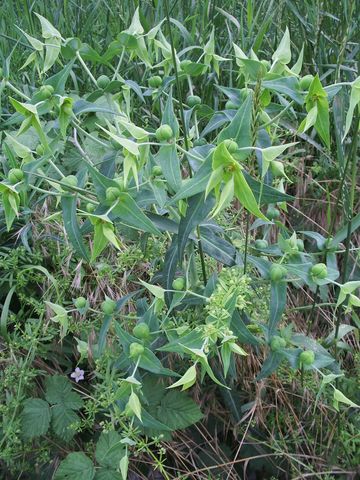 Euphorbia lathyris / Euforbia catapuzia