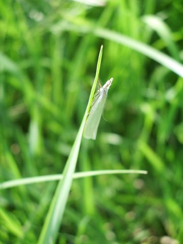 Lepidottera da identificare