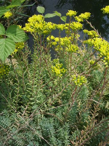 Fiori gialli da identificare - Sedum cfr. rupestre