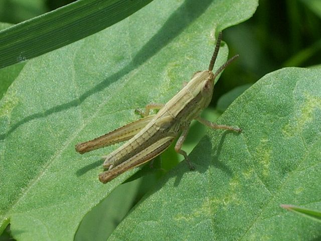 Pezotettix gionae (Orthoptera, Acrididae)