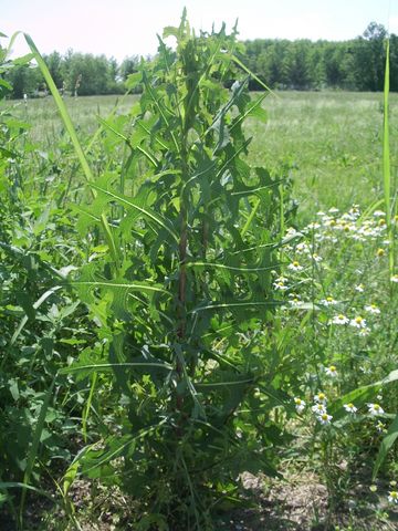 Lactuca sativa subsp. serriola